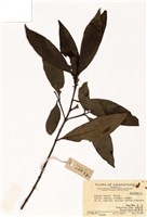 藏品(茜樹(越南香楠))的圖片